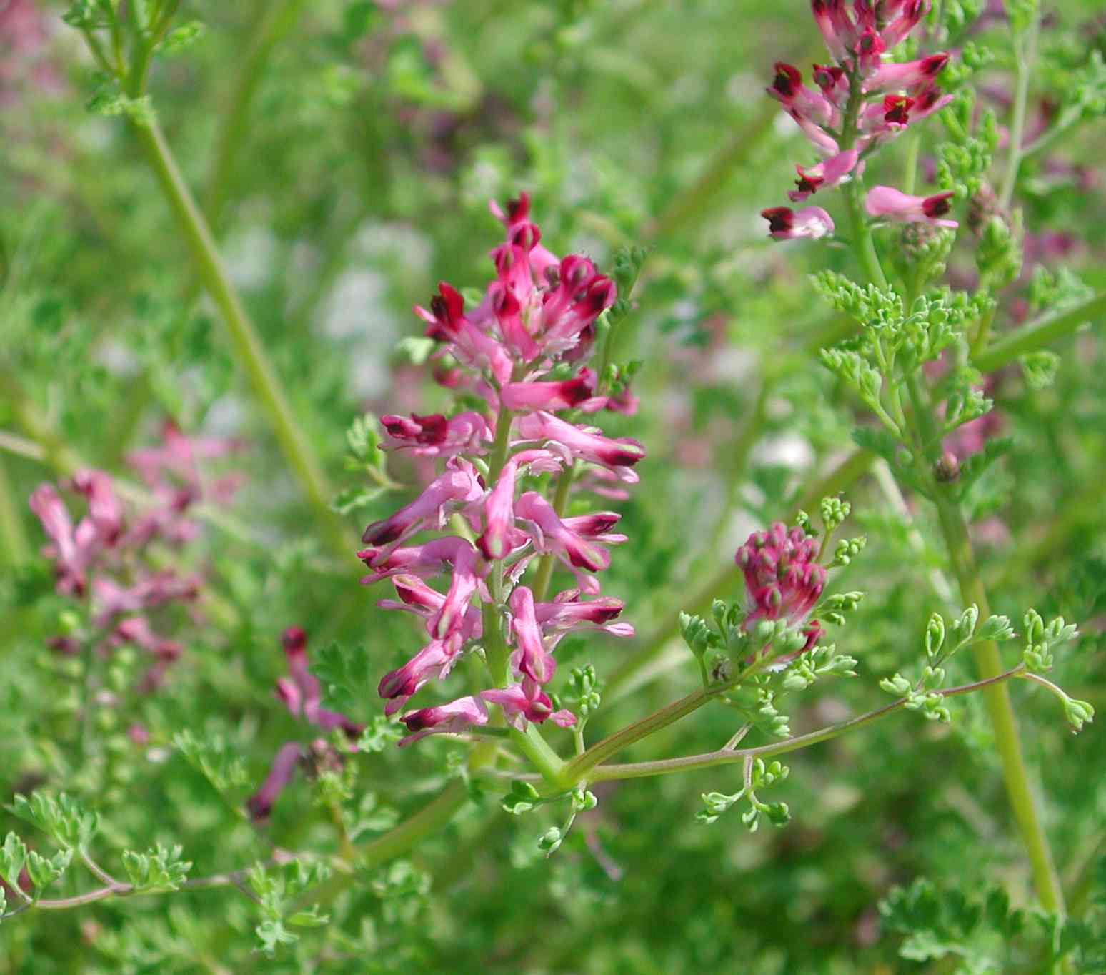 Fumaria officinalis